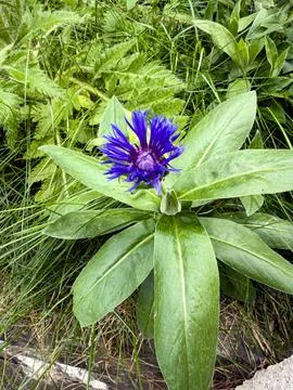 Cornflower in bloom by the roadside Stock Photos