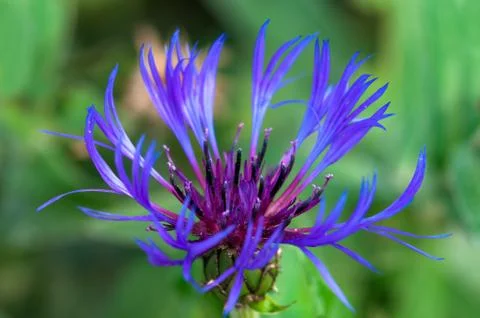 Cornflower in bloom at springtime macro close up image Stock Photos