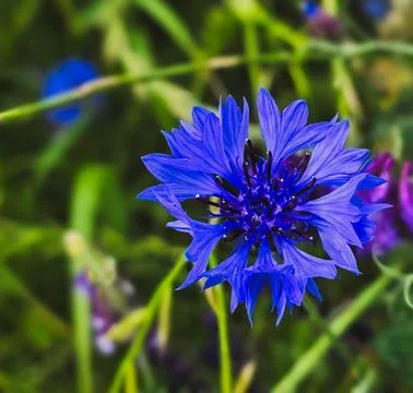 CORNFLOWER BLOOM IN SUMMER LIGHT Foto stock