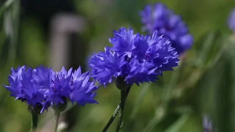 A cornflower blooming in the field. Ants climb a cornflower flower. Stock Footage 199606492