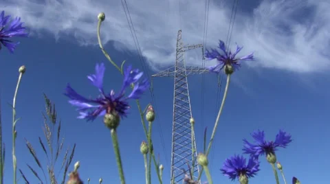 Cornflower blossoms and high voltage post Stock Footage 35578569