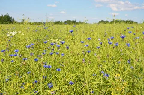 Cornflower blue fields Foto stock