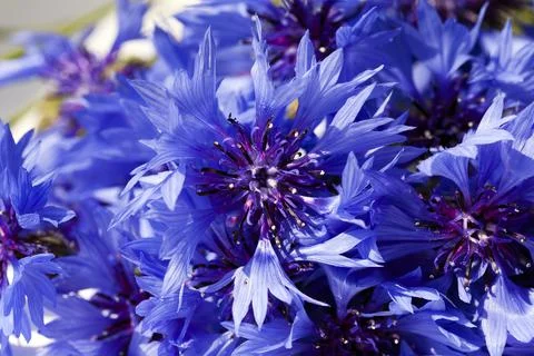 Cornflower blue flowers Stock Photos