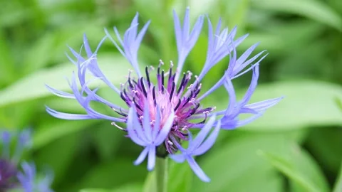 Cornflower Blue Garden Flower In The Background. Video stock 155588029
