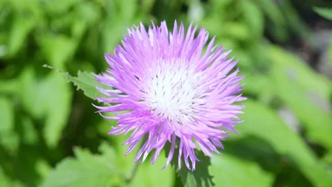 Cornflower Blue Garden Flower In The Background. Stock Footage 155588044