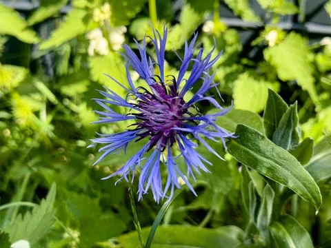 Cornflower blue is simply mesmerizing Stock Photos