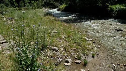 Cornflower at a brook in the Bavarian alps Stock Footage 78198400