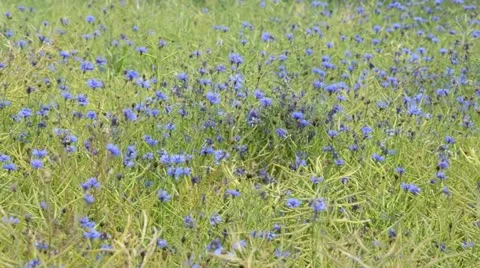 Cornflower (Centaurea cyanus) and rape (Brassica napus subsp. oleifera) Stock Footage 18081578