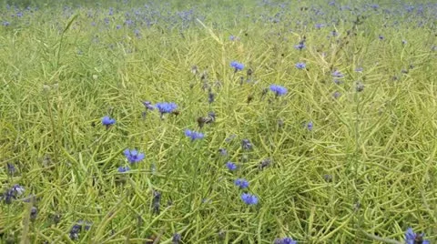 Cornflower (Centaurea cyanus) and rape (Brassica napus subsp. oleifera) Stock Footage
