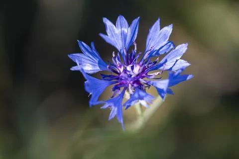Cornflower Centaurea cyanus in Bloom. Close-Up of Vibrant Blue Wildflower Stock Photos