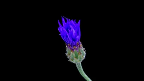 Cornflower (Centaurea cyanus) blossom opening time lapse Stock Footage 246382463