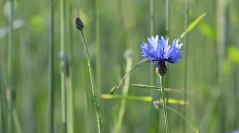 Cornflower (Centaurea cyanus) Stock Footage 14650707