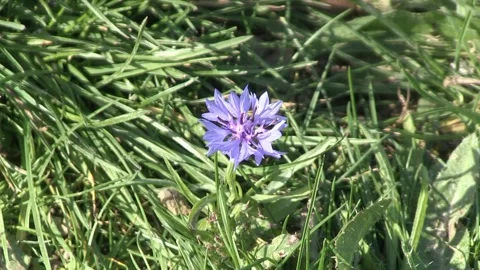 Cornflower (Centaurea Cyanus) Stock Footage 219965500
