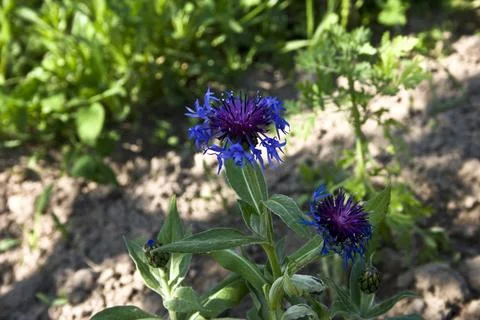Cornflower (Centaurea cyanus) in the garden Stock Photos