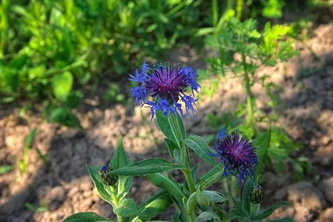 Cornflower (Centaurea cyanus) in the garden Stock Photos