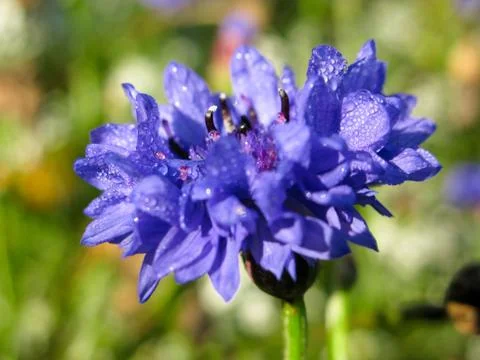 Cornflower, Centaurea cyanus Stock Photos