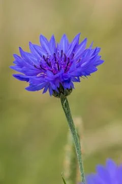Cornflower (Centaurea cyanus) Stock Photos