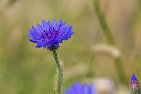 Cornflower (Centaurea cyanus) Stock Photos