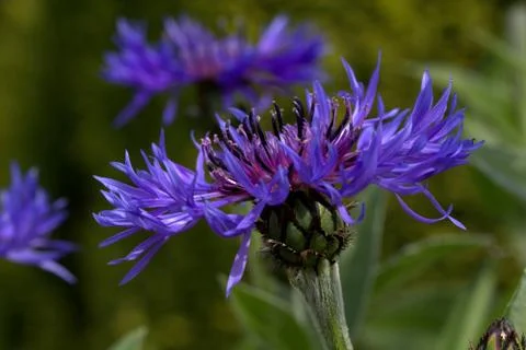Cornflower, )Centaurea cyanus) Foto stock