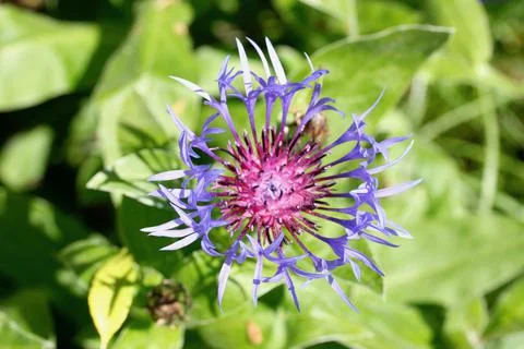 Cornflower   (Centaurea cyanus) Stock Photos