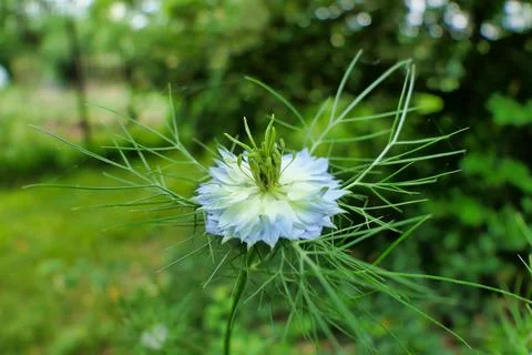 Cornflower (Centaurea cyanus) Stock Photos