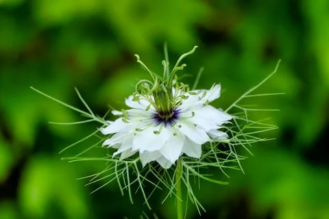 Cornflower (Centaurea cyanus) Stock Photos