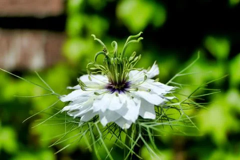 Cornflower (Centaurea cyanus) Stock Photos