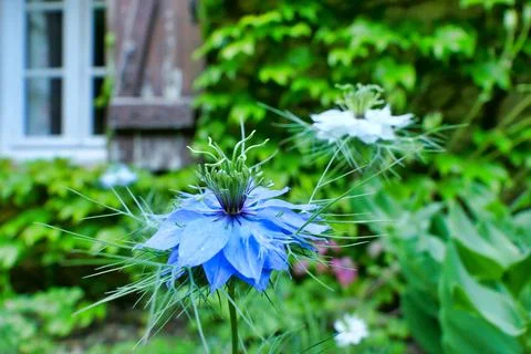 Cornflower (Centaurea cyanus) Foto stock