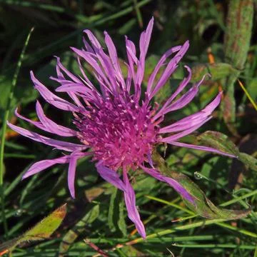 Cornflower (Centaurea cyanus) Stock-Fotos