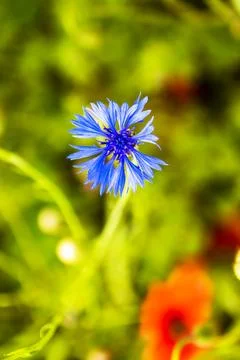 Cornflower (Centaurea cyanus Stock Photos