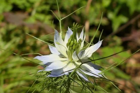Cornflower (Centaurea cyanus). Stock Photos