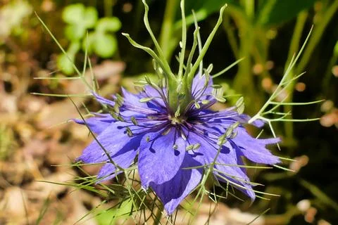 Cornflower (Centaurea cyanus). Stock Photos