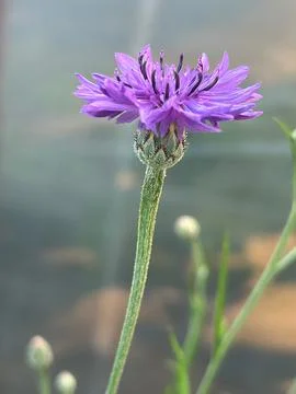 Cornflower, Centaurea cyanus 库存照片