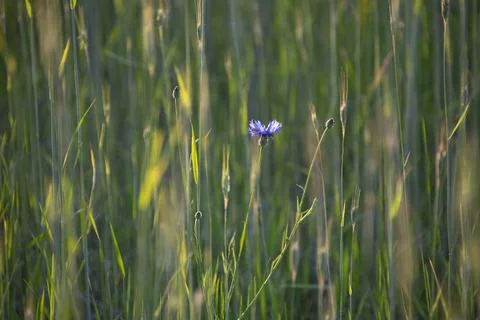 The cornflower, Centaurea cyanus was formerly considered field weeds. The cor Stock Photos