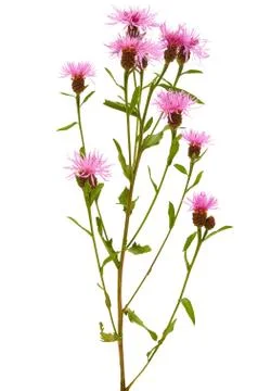 Cornflower (centaurea jacea) Stock Photos
