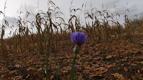 Cornflower Centauréa, rapeseed, late autumn, corn field, Ukraine. Stock Footage 320629962