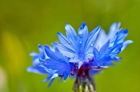 Cornflower close up (Centaurea cyanus) Stock Photos