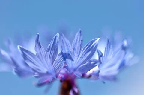 Cornflower close up (Centaurea cyanus) Stock Photos