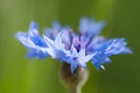 Cornflower close up (Centaurea cyanus) Stock Photos