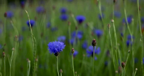 Cornflower close-up in the meadow. Stock Footage 242604288