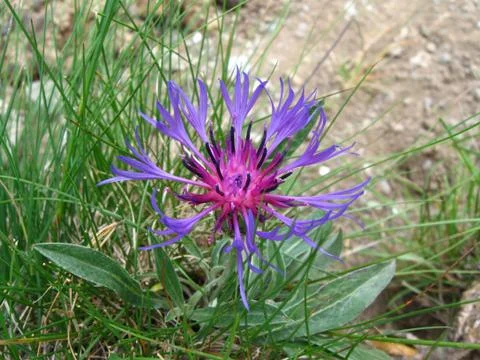 Cornflower close up Stock Photos