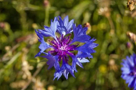 Cornflower close-up Stock Photos