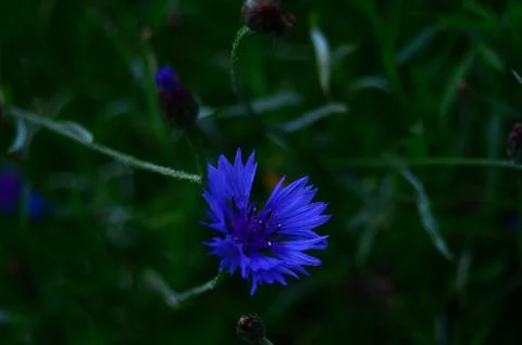 Cornflower on a dark day Stock-Fotos