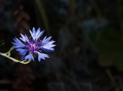 Cornflower Dark Landscape Stock Photos