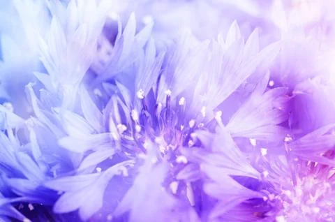 Cornflower defocused background Stock-Fotos
