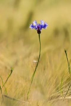 Cornflower at the edge of a wheat field Stock Photos