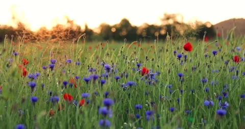 Cornflower field at dawn Video stock 243354346