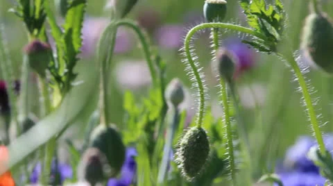 Cornflower field Video stock 22825827