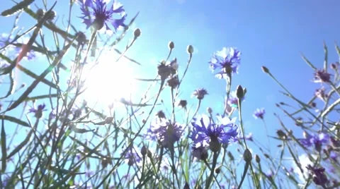 Cornflower in a field Stock Footage 65230725