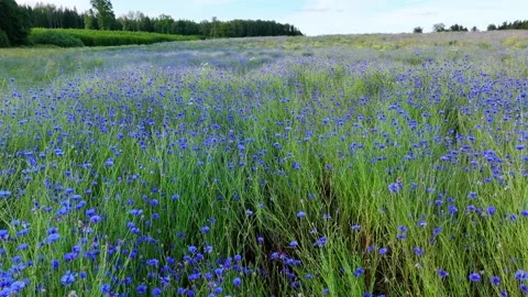 Cornflower field on a July day 스톡 동영상 322745119